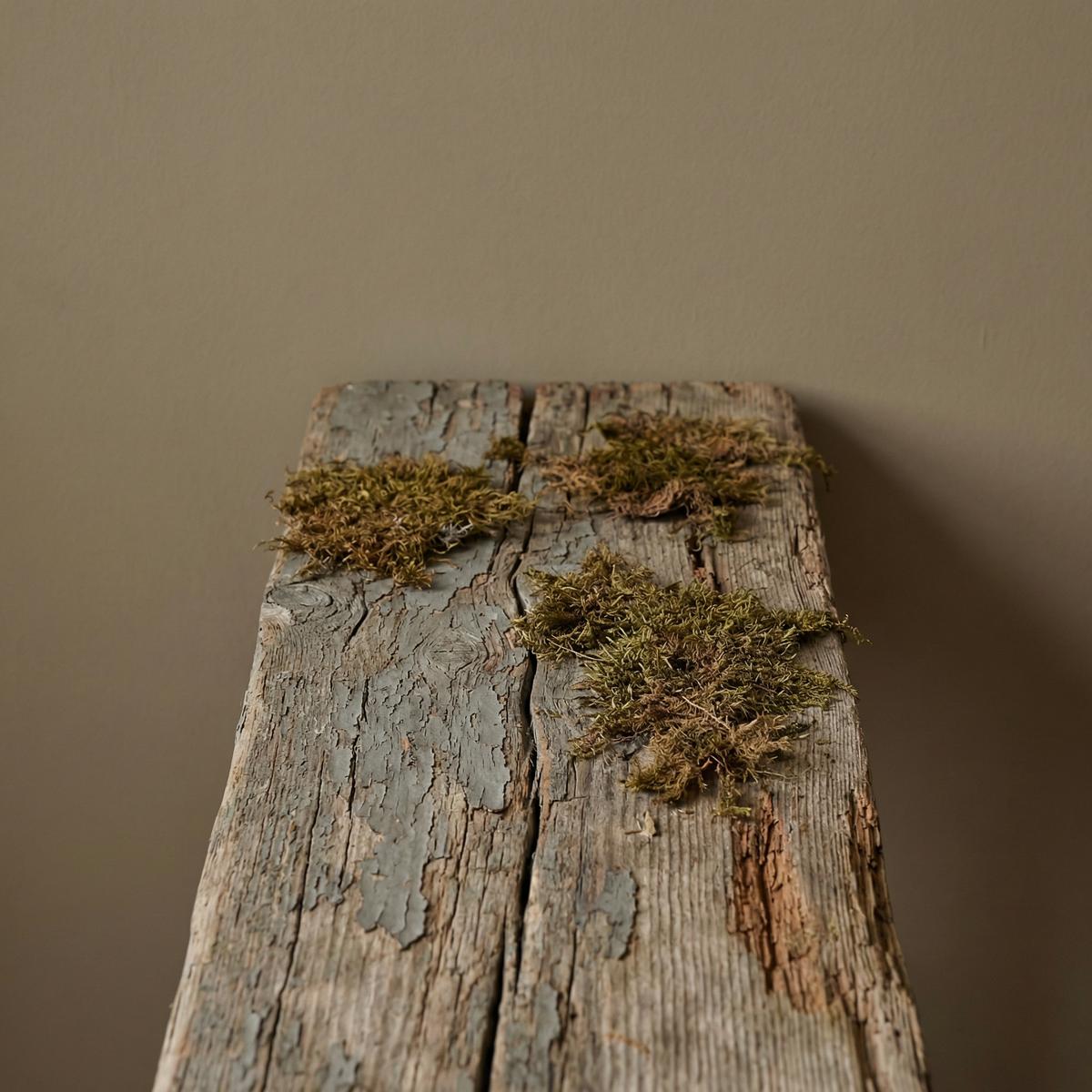 蘑菇视频侘寂哲学-枯木自然质感